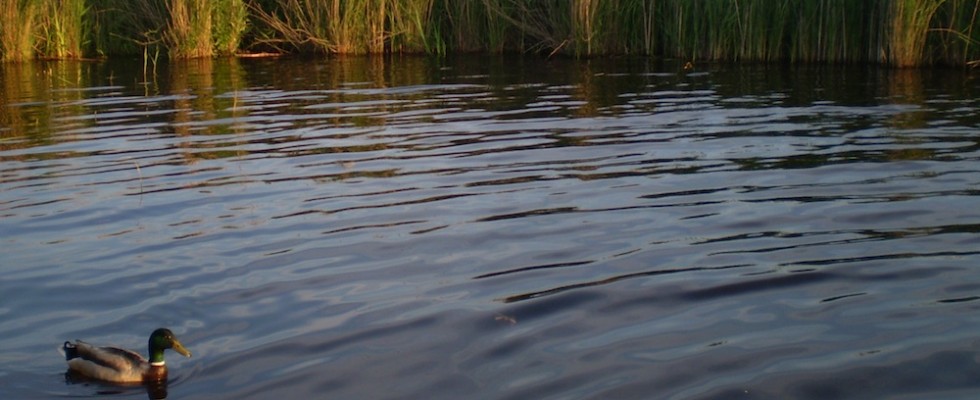 Sneekermeer