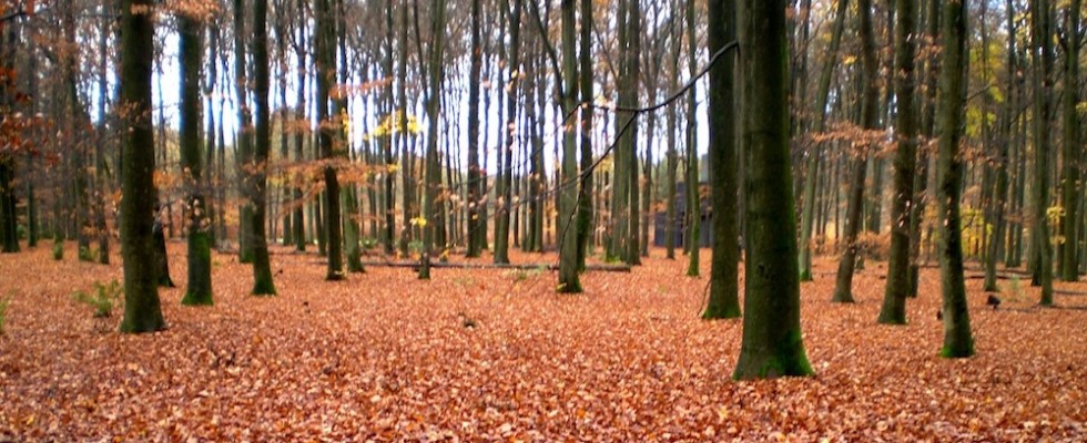 Veluwe