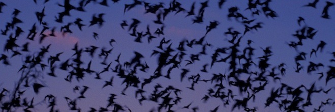 bat