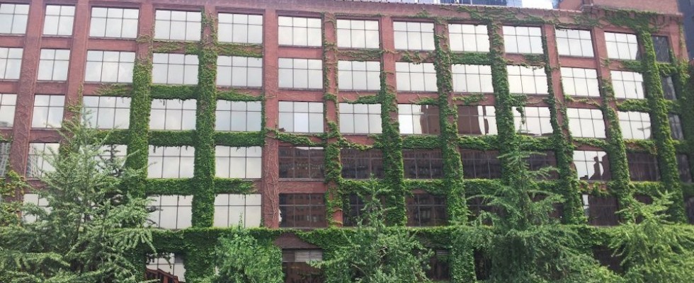 Chicago organic