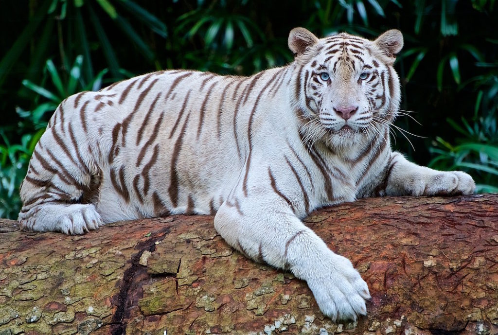 An image of a white tiger. O-or, is it an image of me, Bek-ho? Heh heh. 