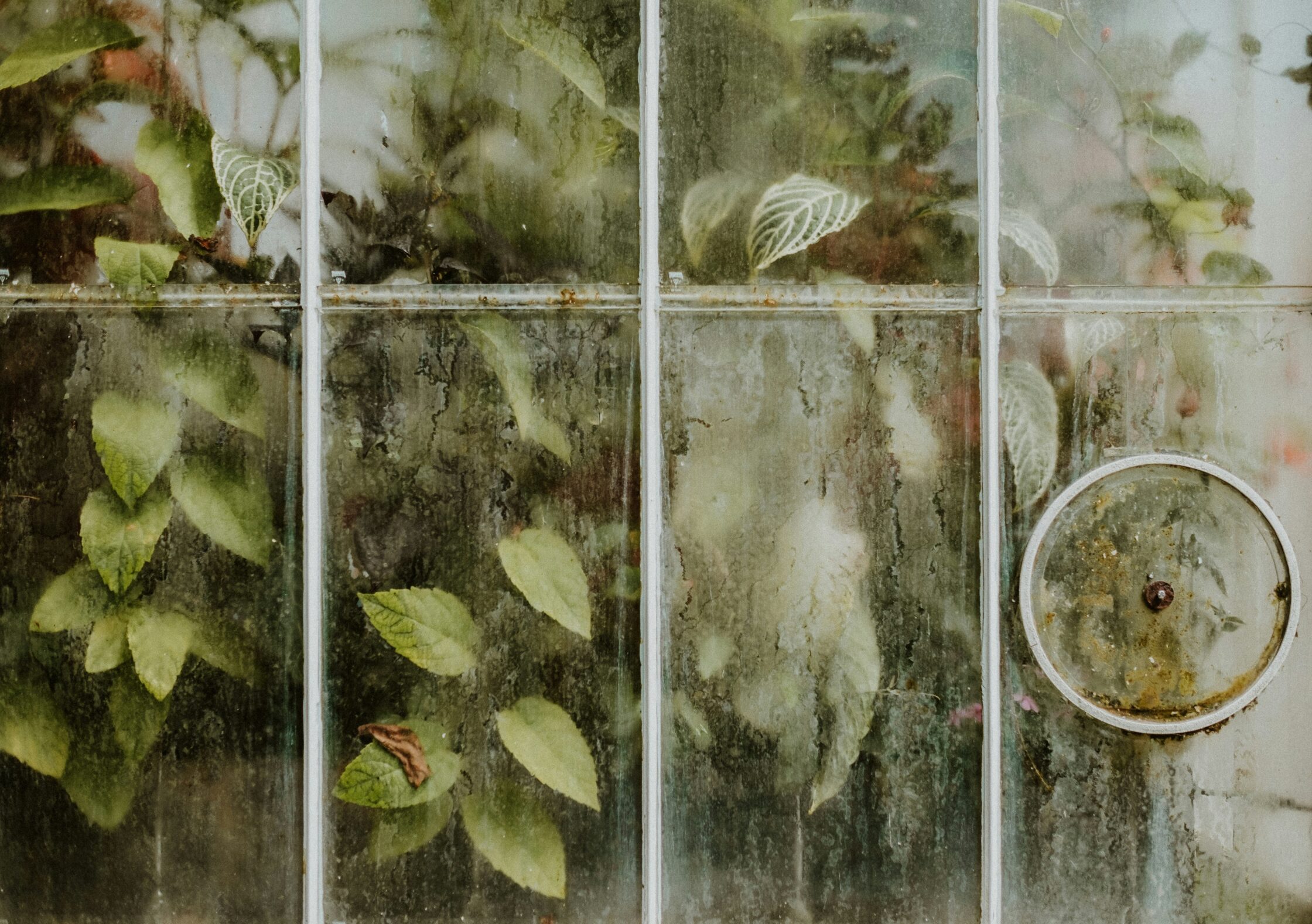 Leaves of Glass (2013)