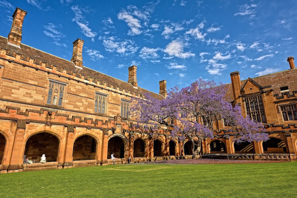 mature-age-students-love-jacaranda-trees-too