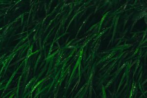 A photograph of green algae